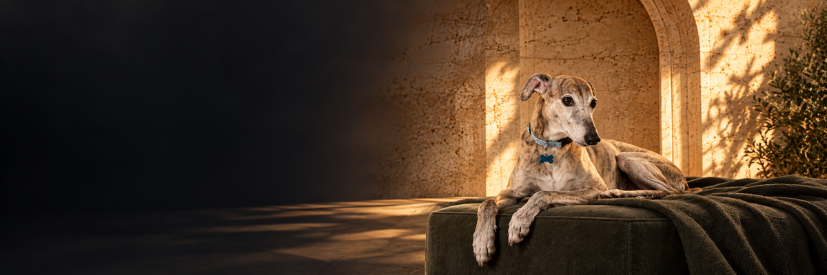 Dante, Byrne Studio's brindle rescue lurcher, lying on a dark green velvet ottoman in warm evening light